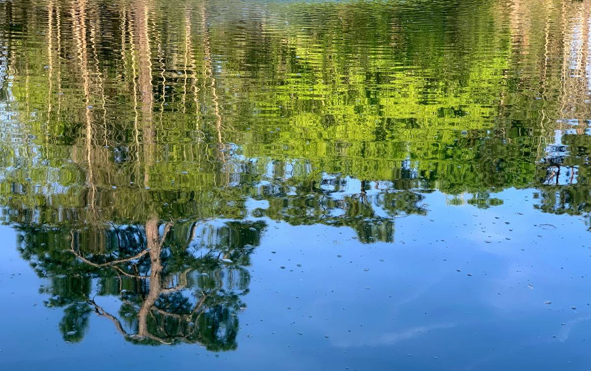 A person meditating outdoors while using the Buddhify app on their phone